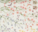 Flower Field